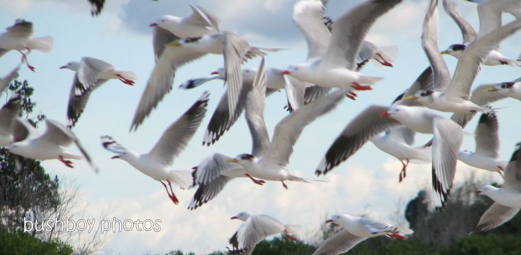 yamba_200710_gulls tern flight_crop