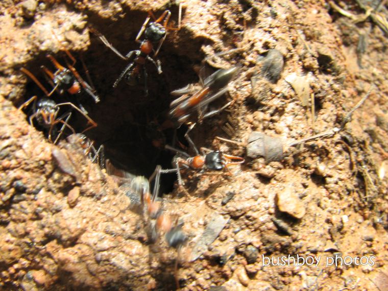 jumping ant nest3_home_jan2012