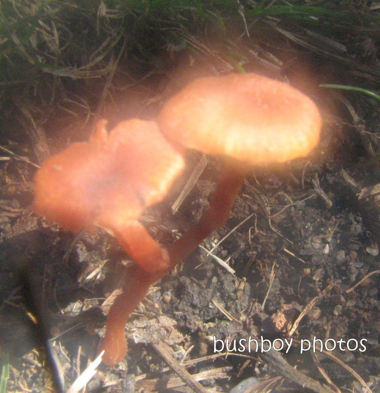 fungus01_bright_crop_june 2009