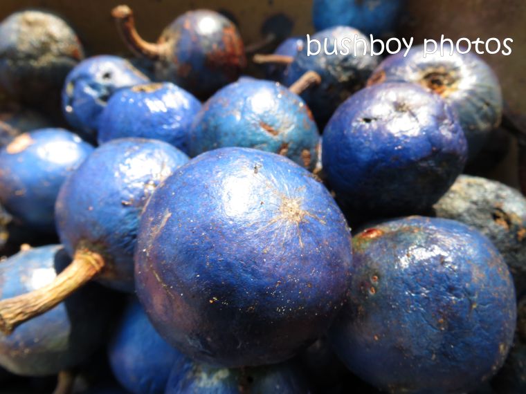 blue figs_named_oct 2013