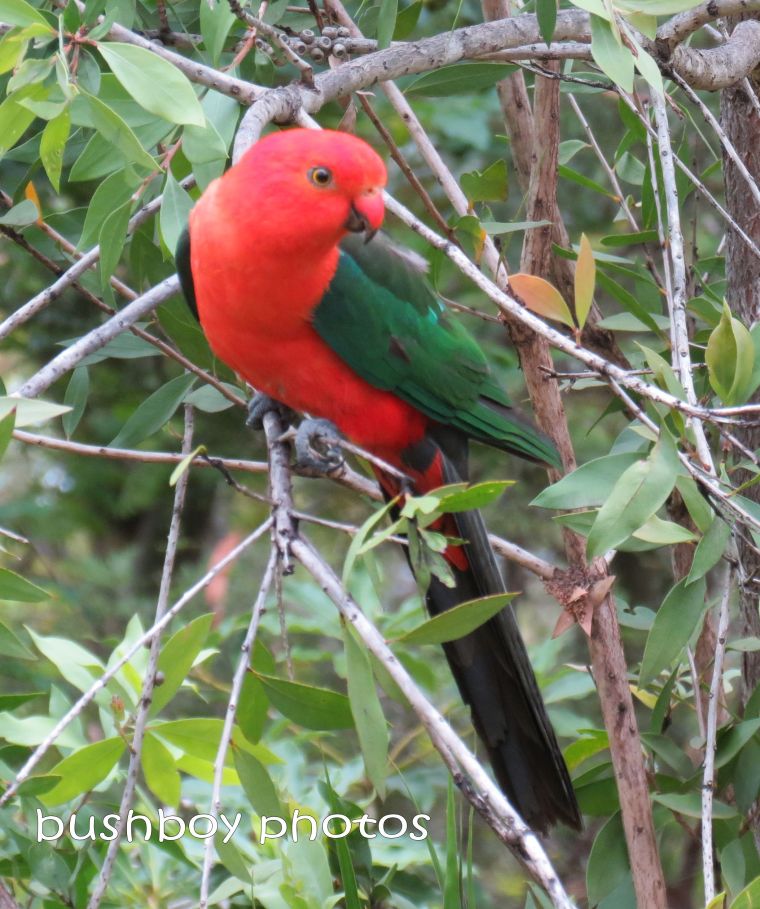 king parrot_home_crop_named_dec 2013