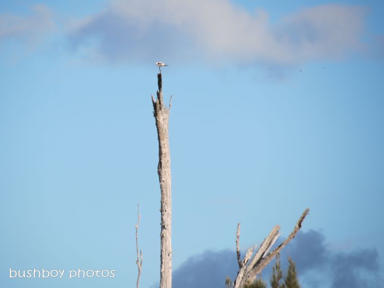 black shouldered kite01_cowans pond_named_mar 2014