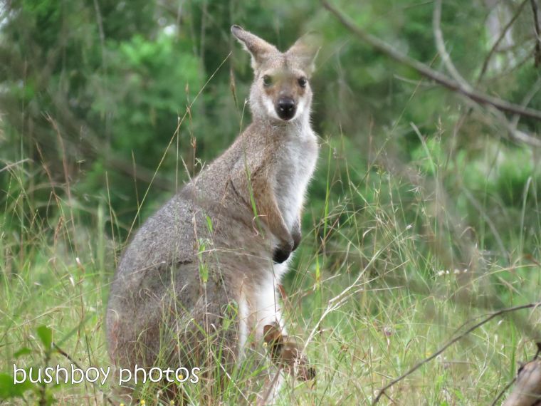 red necked wallaby_joey_home_named_june 2014