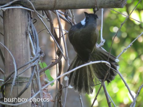 whipbird_looking under arbour02_named_july 2014