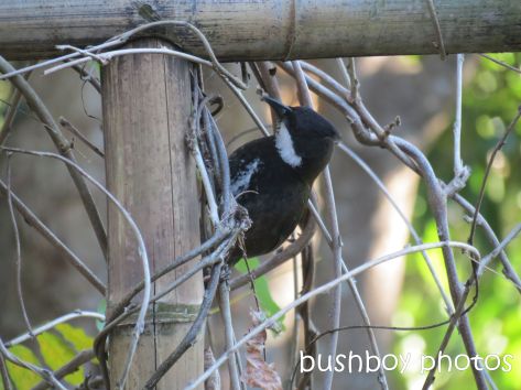 whipbird_looking under arbour03_named_july 2014
