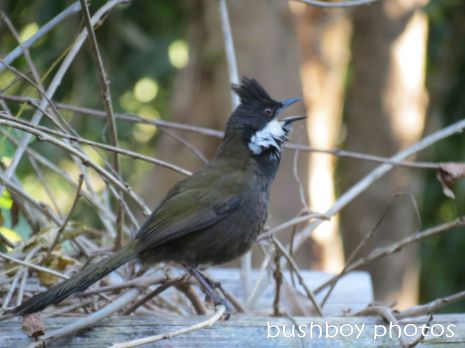 whipbird_male03 calling_on arbour_named_july 2014
