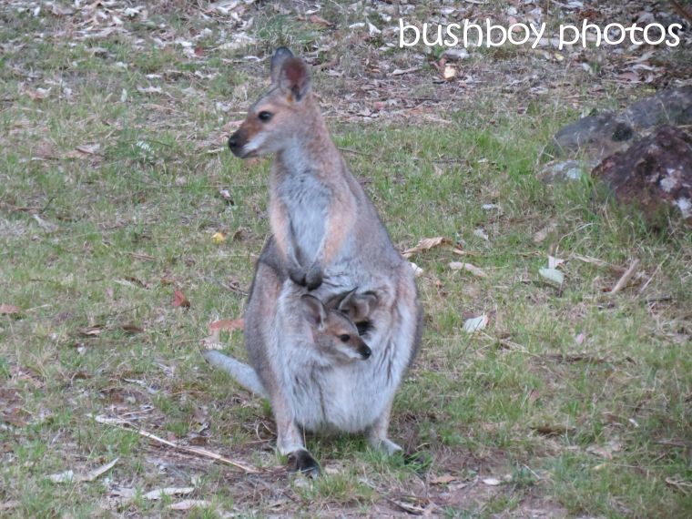 red necked wallaby01_joey_home_named_oct 2014