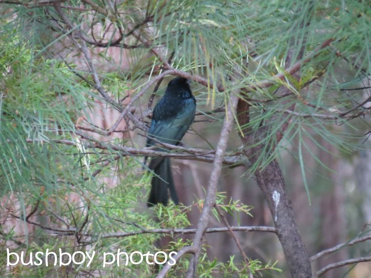 spangled drongo_home_named_oct 2014