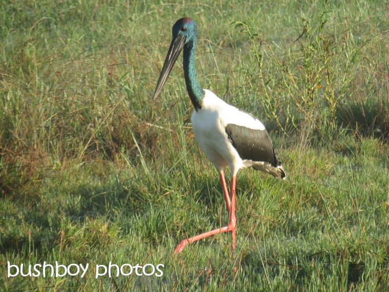 black-necked stork02_named_grafton_april 2015
