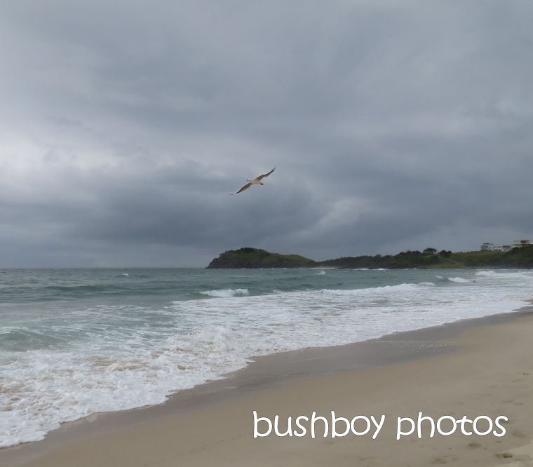 seagul flying_named_cabarita beach_march 2015