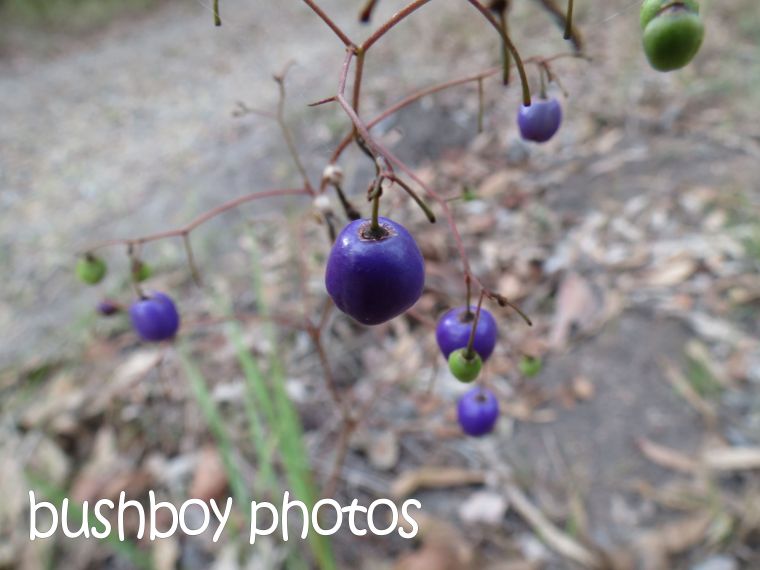 purple fruit_home_named_nov 2015