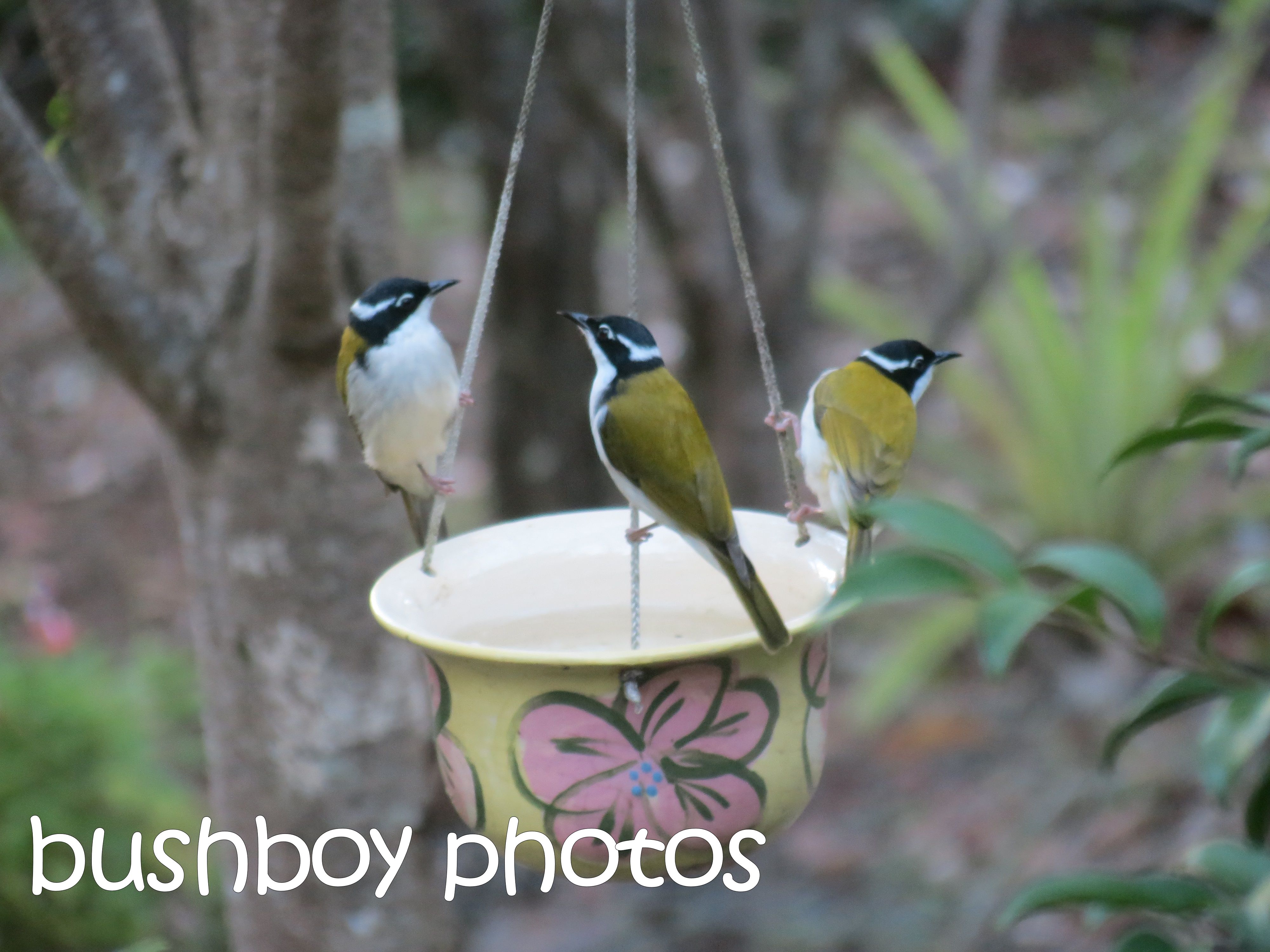 white throated honeyeaters_named_home_april 2016