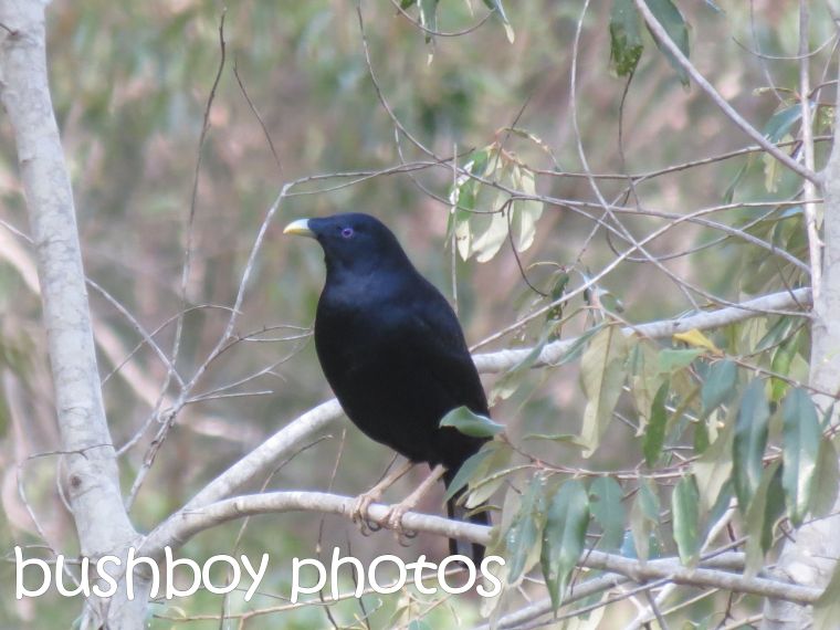 satin bowerbird_male_home_named_june 2016