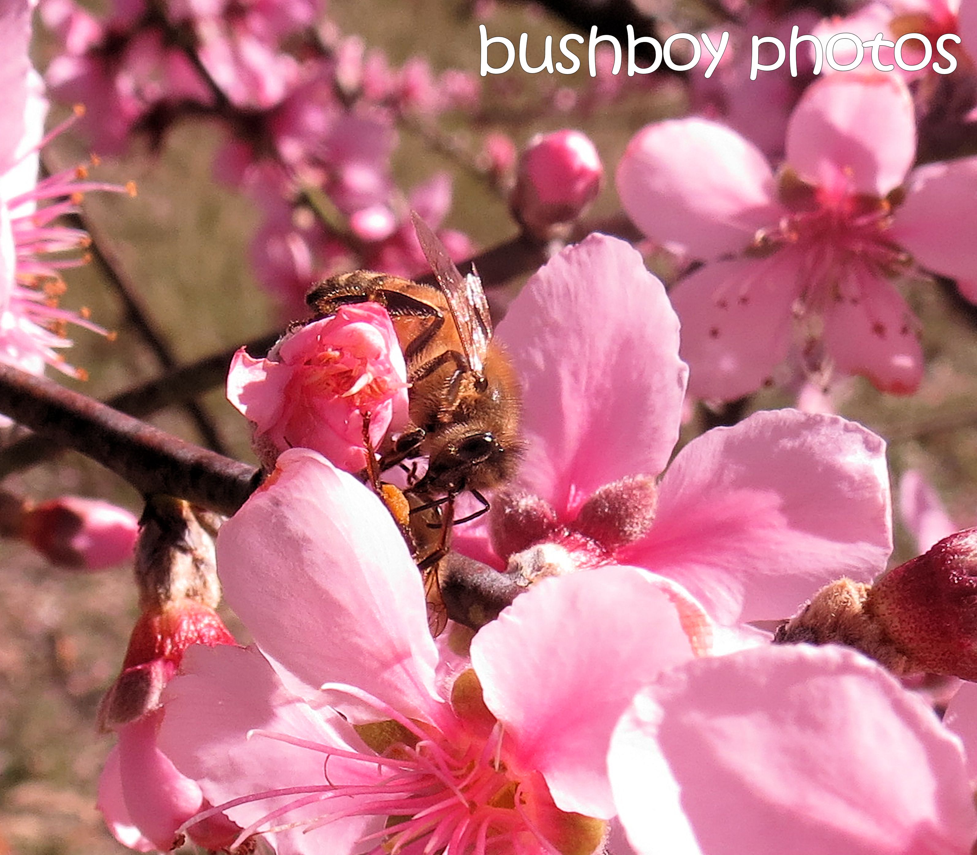 bee_nectarine blossoms_named_home_july 2016