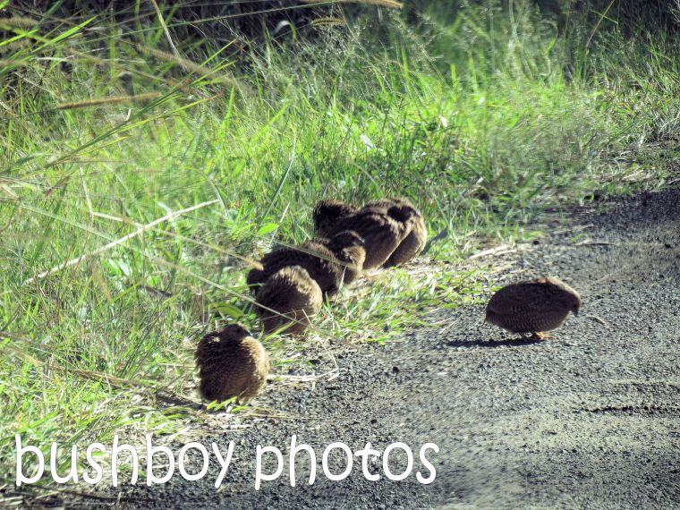 brown quail group_named_larnook_aug 2016