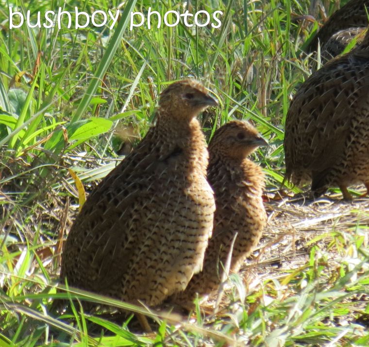 brown quail01_named_larnook_aug 2016