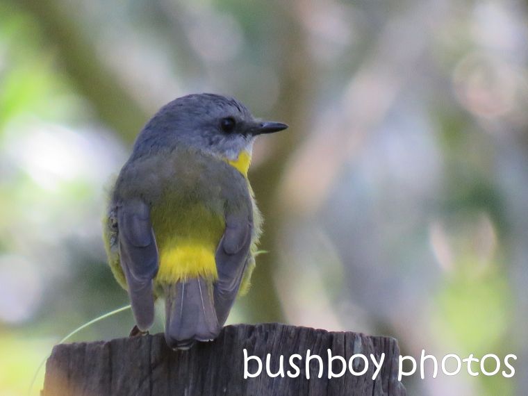 eastern yellow robin_named_binna burra_aug 2016