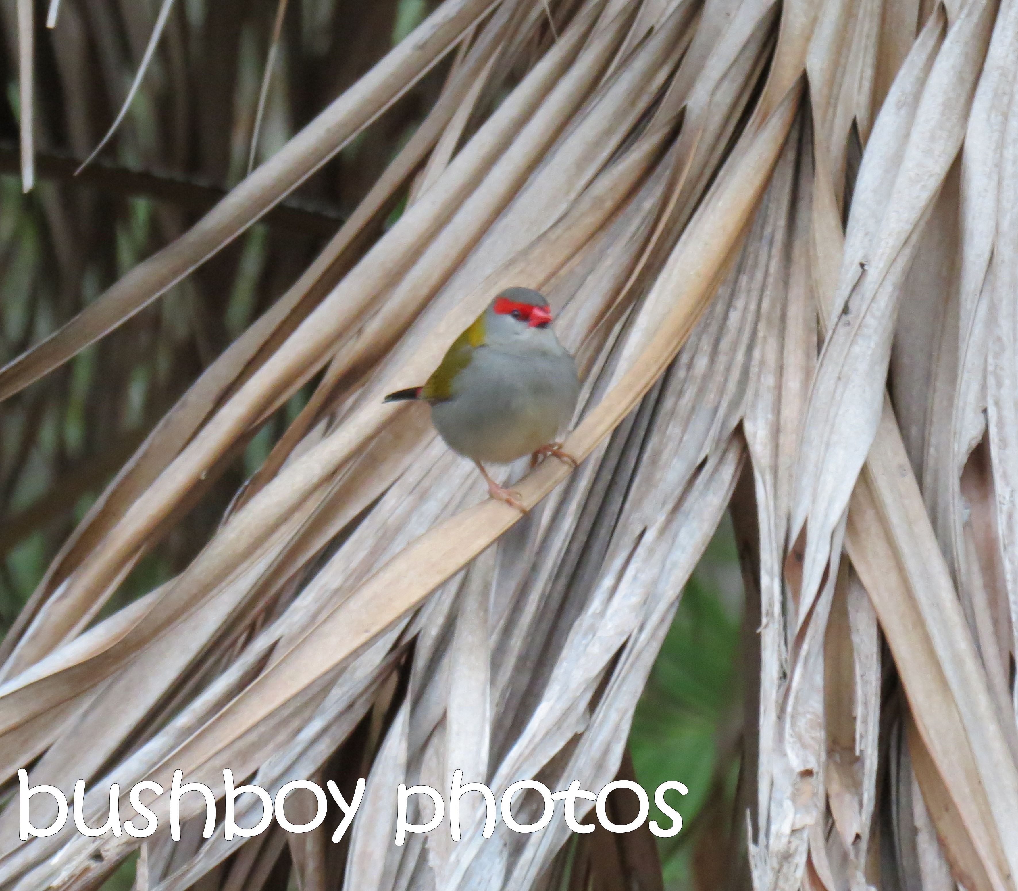 red browed finch_palm_named_home_jul;y 2016