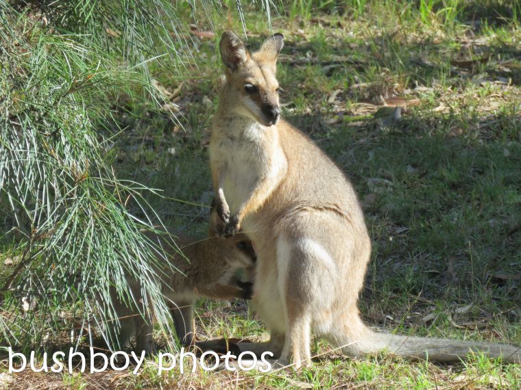 red necked wallaby and joey01_named_home_aug 2016