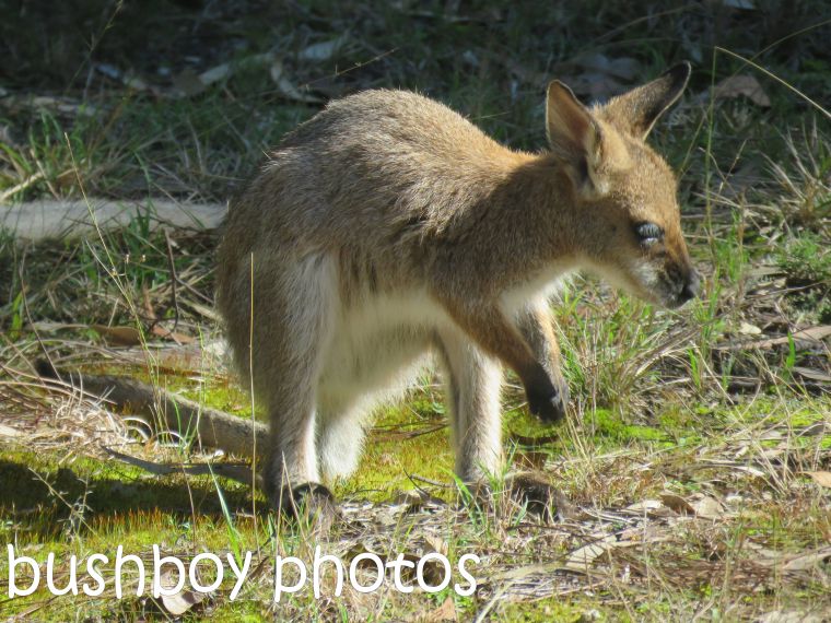 red necked wallaby_joey03_named_home_aug 2016