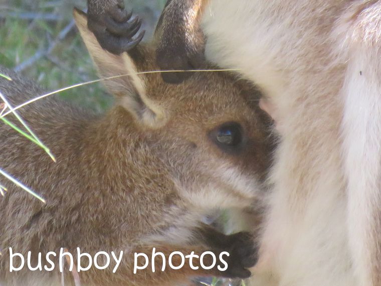 red necked wallaby_joey04_named_home_aug 2016
