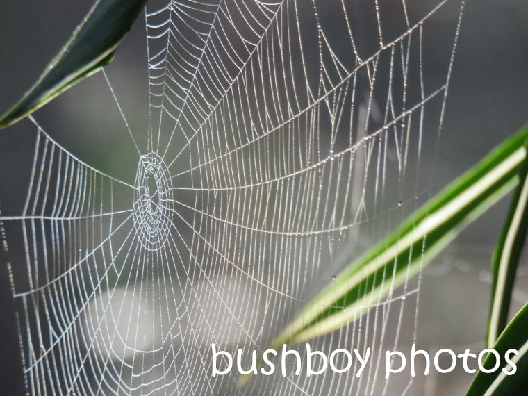 spider web01_named_aug 2016