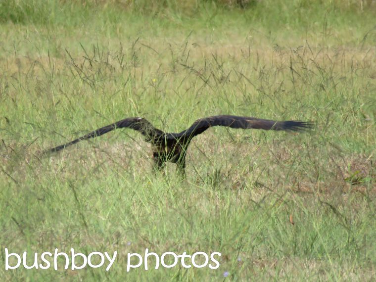 wedged tailed eagle07_named_ramornie_aug 2016