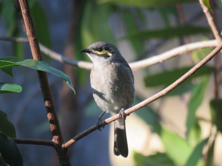 yellow faced honeyeater_named_home_aug 2016