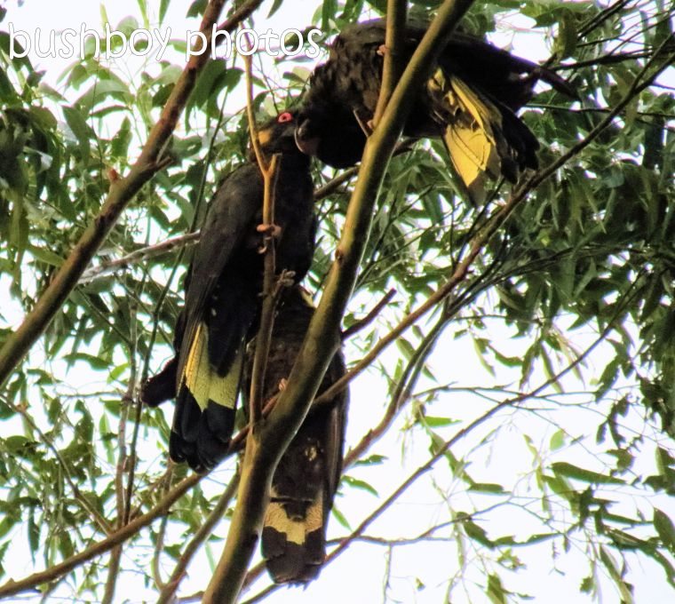 yellow tailed black cockatoos_named_binna burra_aug 2016