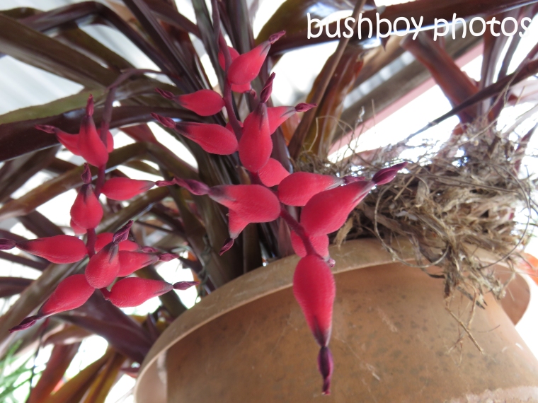 bromiliad-red-flowers_named_home_oct-2016