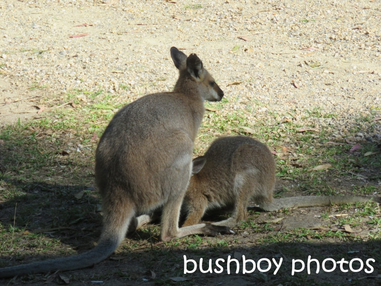 red-necked-wallabies_named_home_oct-2016