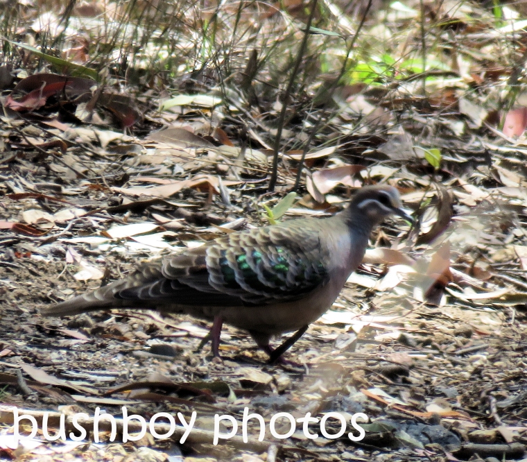 common-bronzewing_named_home_oct-2016