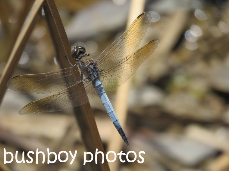 dragonfly_named_home_oct-2016