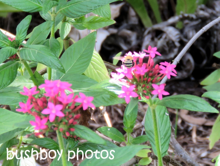blue-banded-bee_named_home_dec-2016