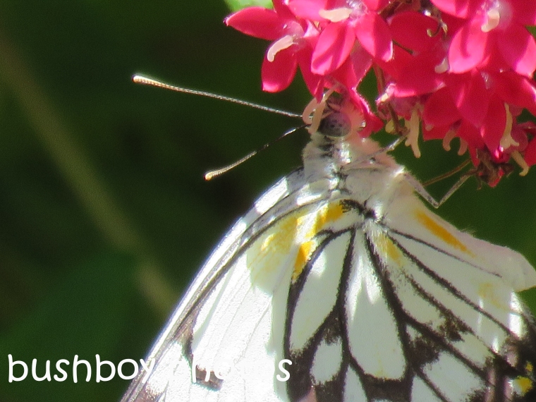 caper-white-butterfly02_named_home_nov-2016