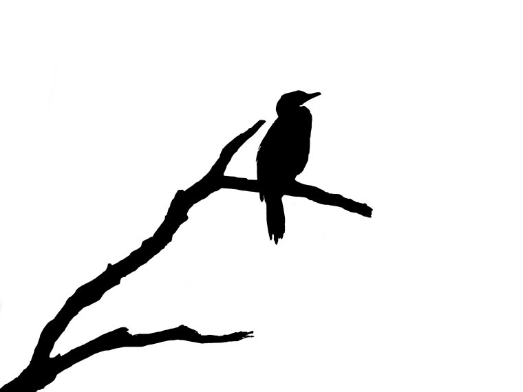 silhouette-blog_cormorant