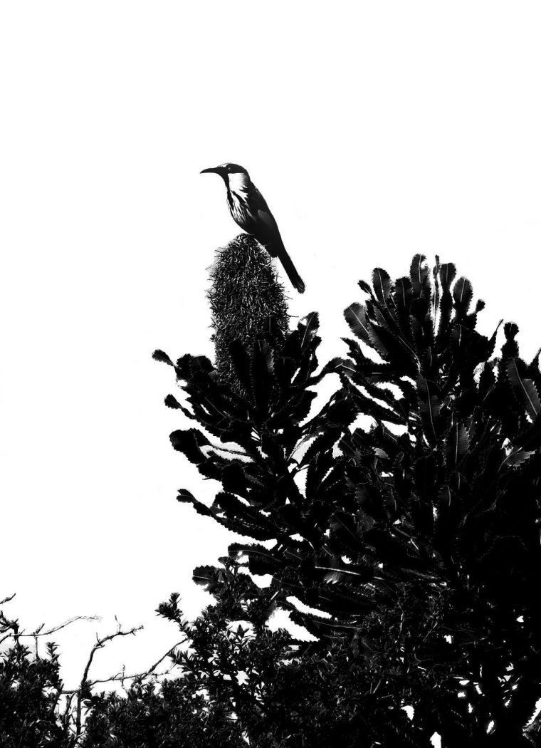 silhouette-blog_wattlebird