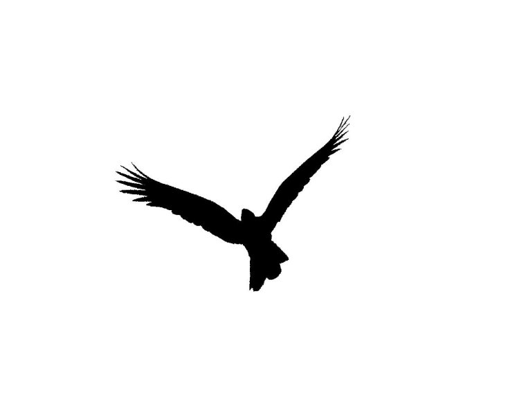 silhouette-blog_yellow-tailed-black-cockatoo
