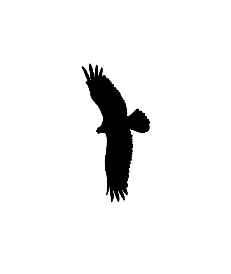 silhouette_blog_osprey