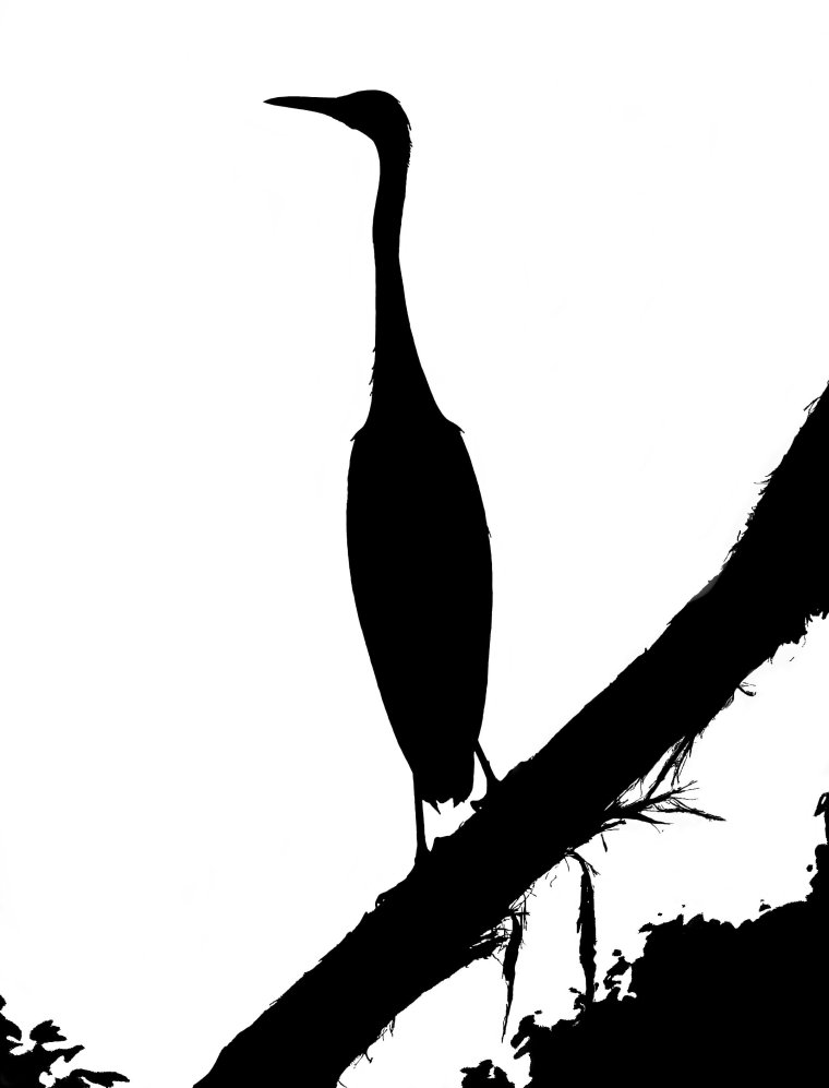silhouette_blog_white-faced-heron