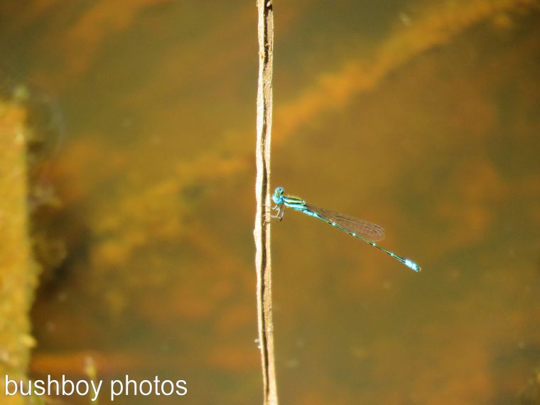dragonfly-small-blue01_namedl_home_feb-2017