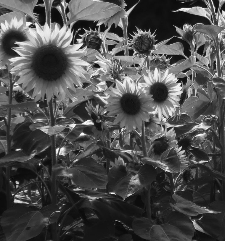 sunflowers02_b-w