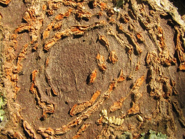 tree-bark-patterns_blog_foambark_binna-burra