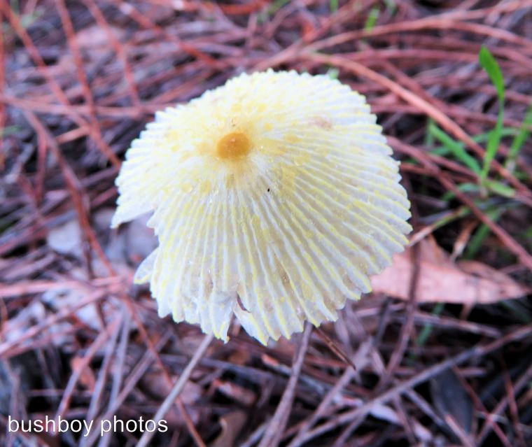 fungi yellow_named_home_march 2017