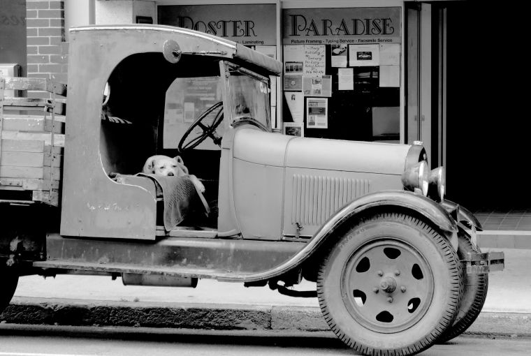 traces-of-the-past_bw_old-truck-dog_murwillumbah