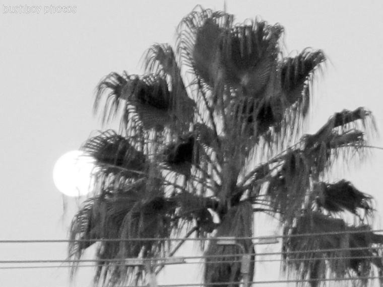 170509_bandw challenge_palm moon