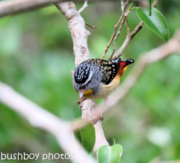 spotted pardalote_named_home_june 2017