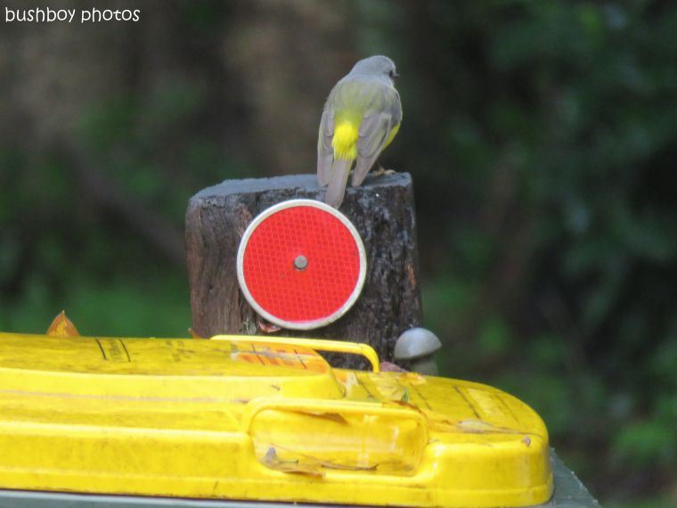 170716_blog challenge_odd ball_yellow robin