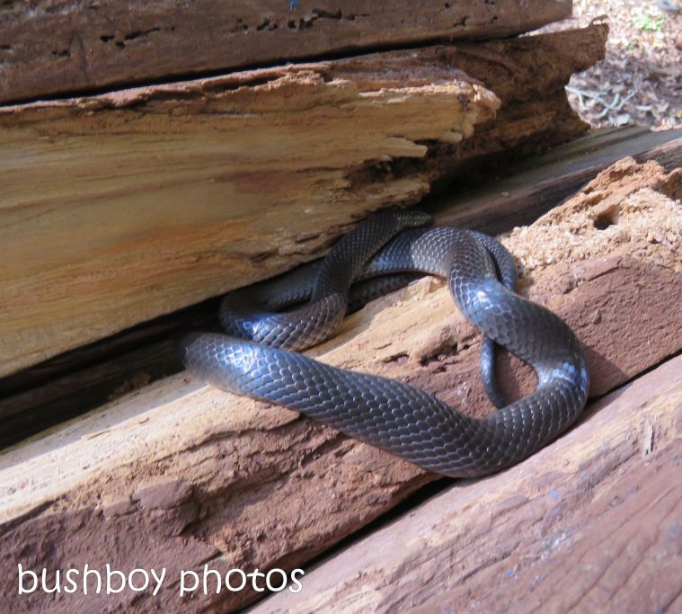 black snake_wood pile_named_binna burra_june 2017