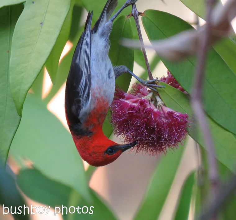 170823_blog challenge_small subjects_scarlet honeyeater 10